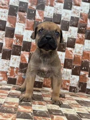 3-6 months Male Purebred Boerboel