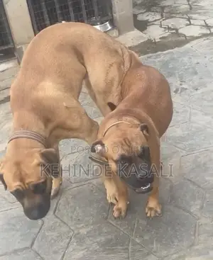 1-3 months Female Purebred Boerboel