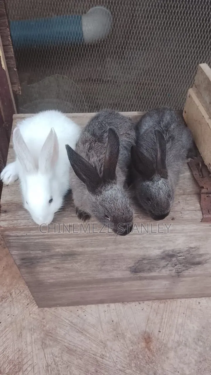 Good Quality Rabbit Breeds