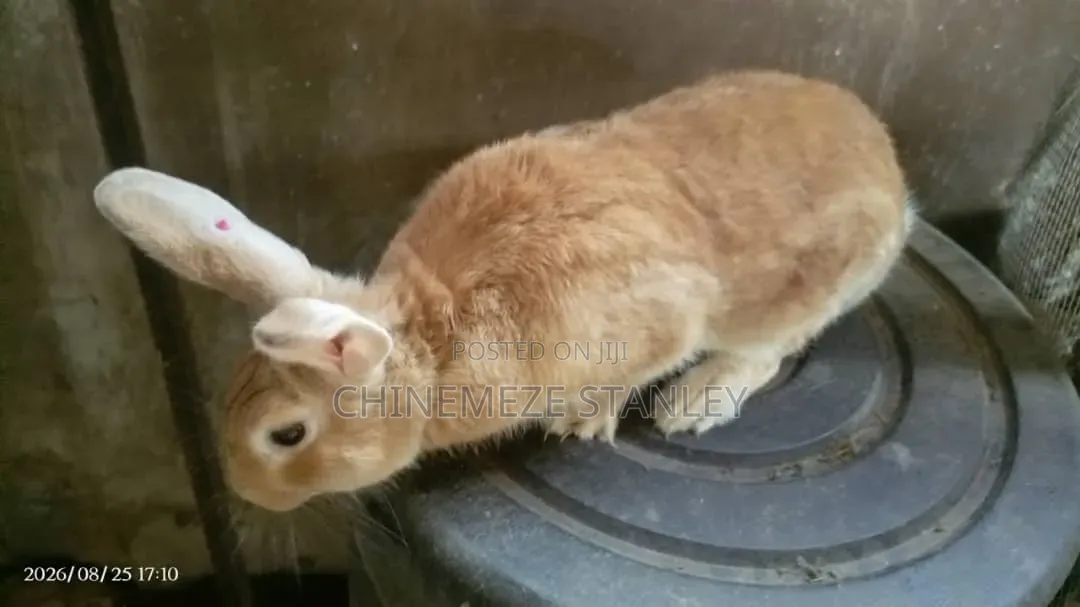 Good Quality Rabbit Breeds
