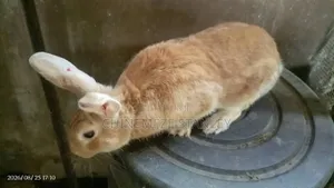 Good Quality Rabbit Breeds