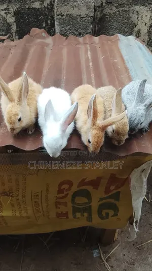 Good Quality Rabbit Breeds