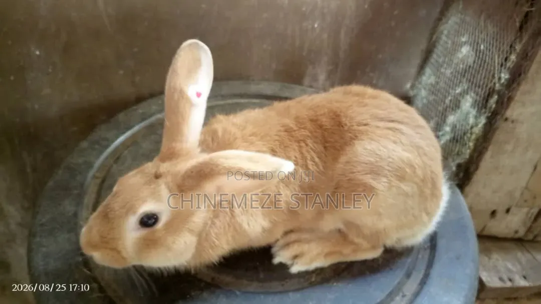 Good Quality Rabbit Breeds