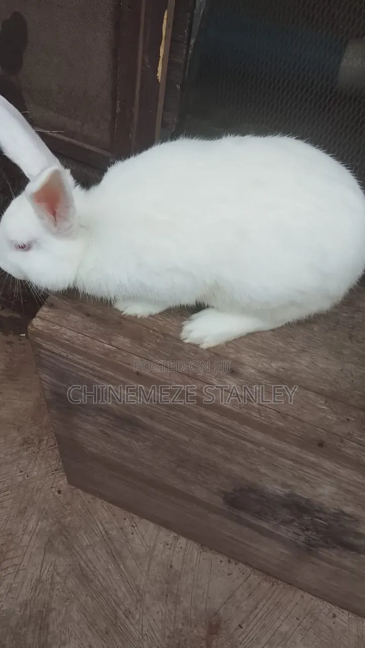 Good Quality Rabbit Breeds