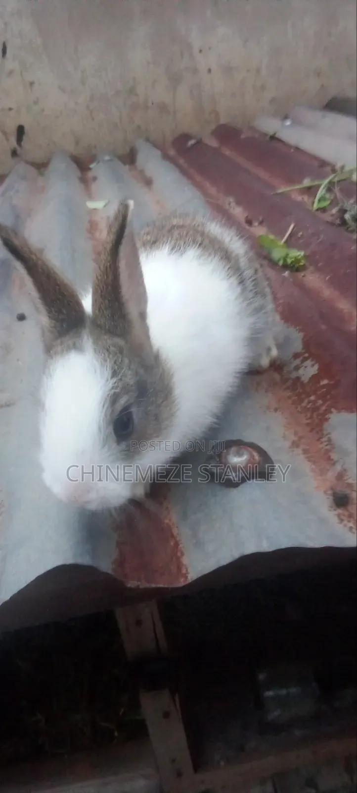 Good Quality Rabbit Breeds