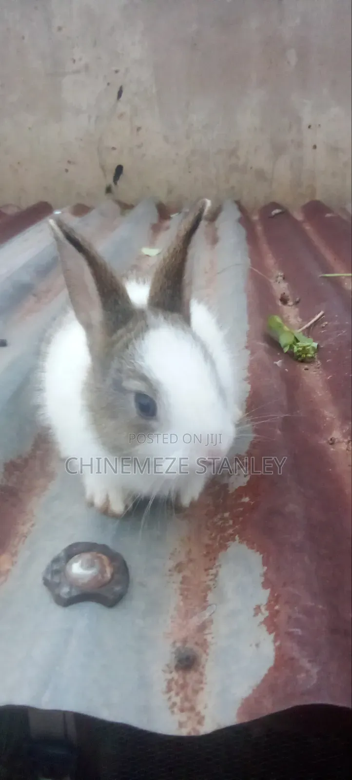 Good Quality Rabbit Breeds