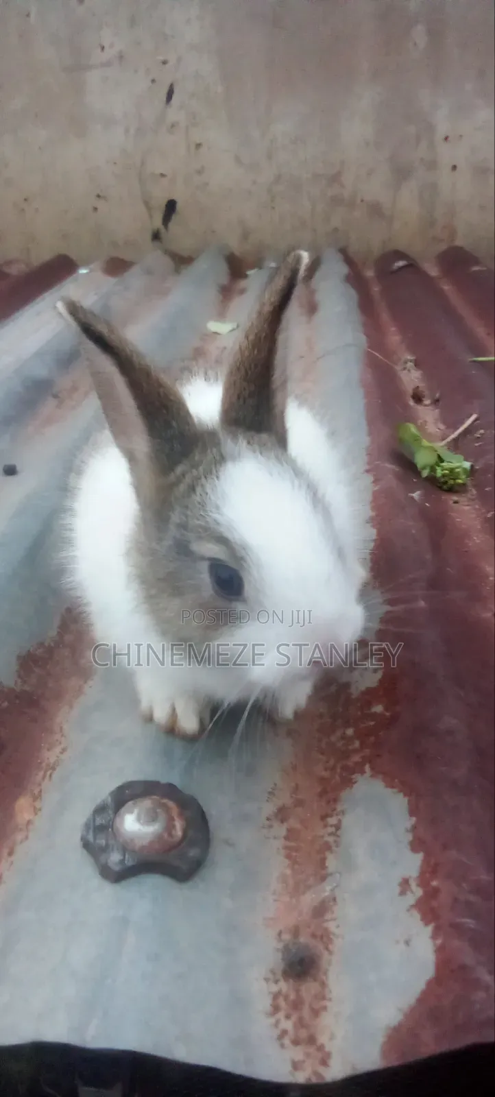 Good Quality Rabbit Breeds