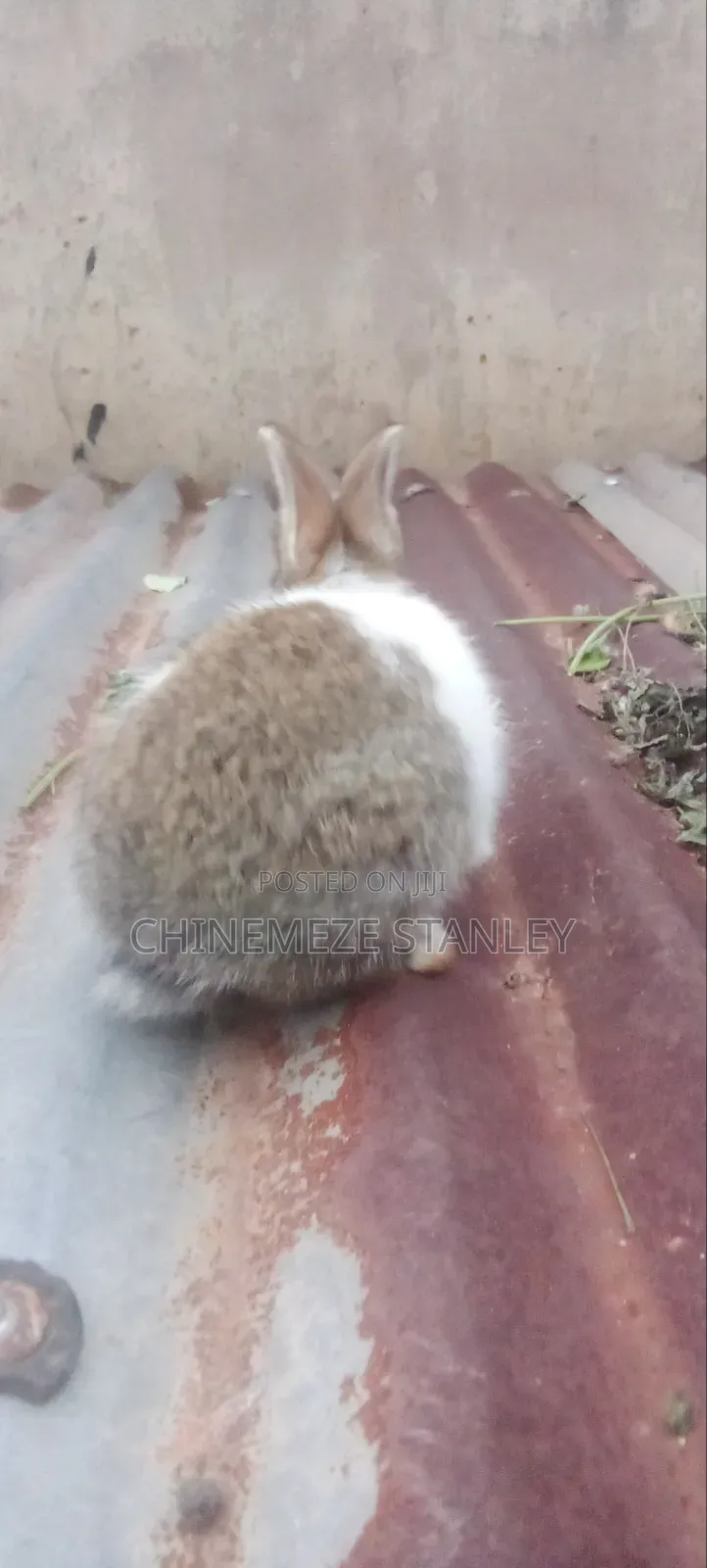 Good Quality Rabbit Breeds