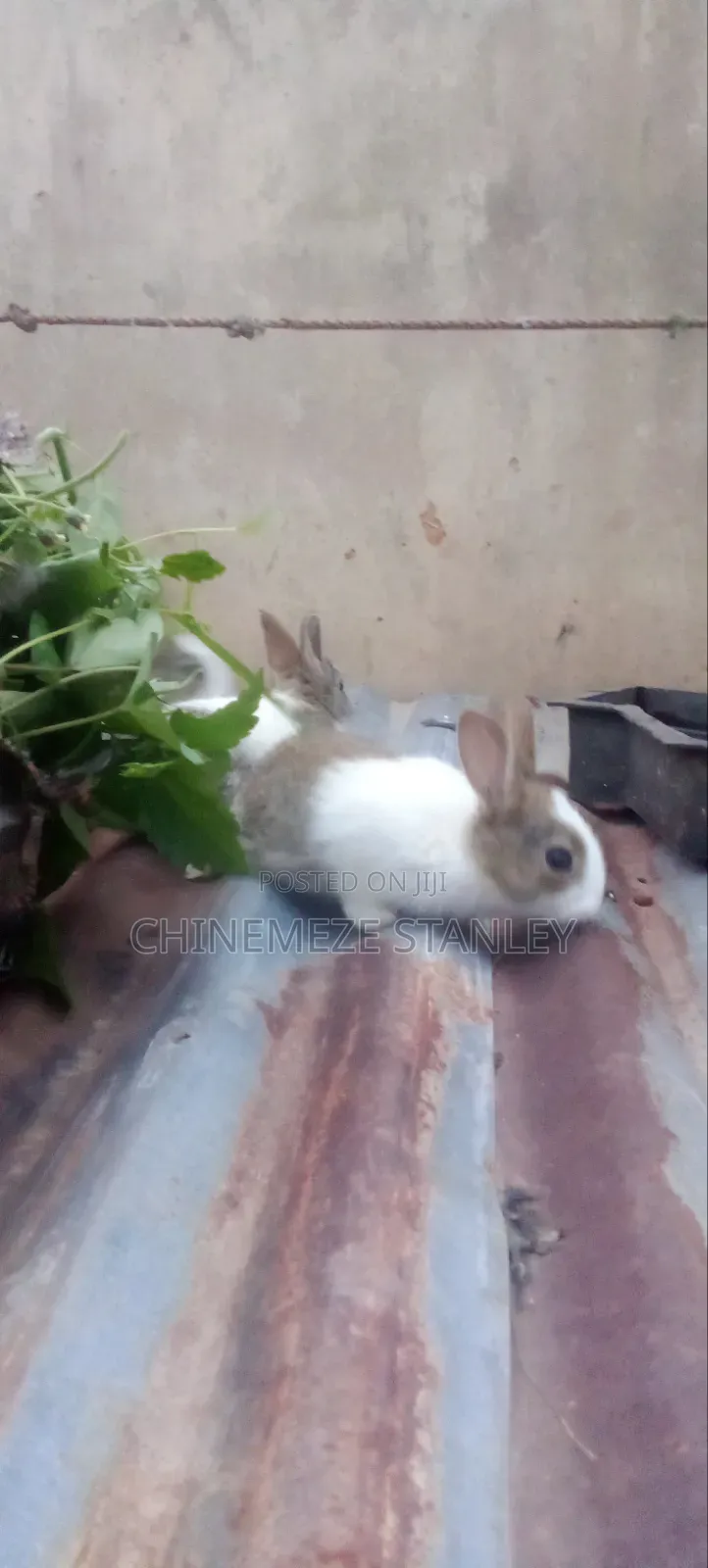 Good Quality Rabbit Breeds