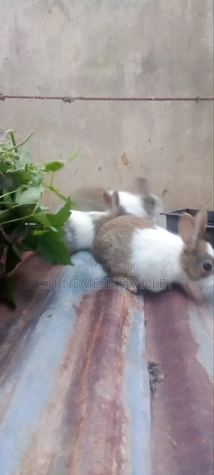 Good Quality Rabbit Breeds