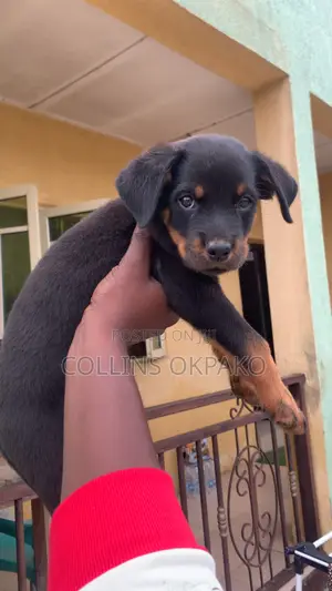 1-3 months Male Purebred Rottweiler