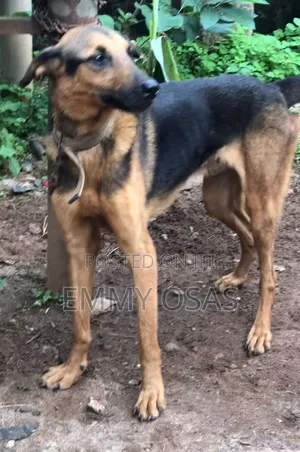 1+ year Male Purebred German Shepherd