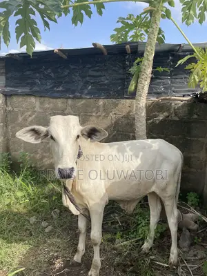 Owambe Cows (Pure Meat, Zero Excess Fat)