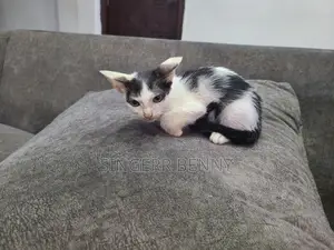 1-3 months Male Mixed Breed Tabby