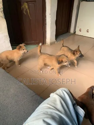 1-3 months Female Mixed Breed German Shepherd