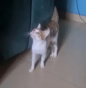 1+ year Male Mixed Breed Tabby