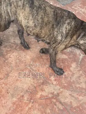 1+ year Female Purebred Boerboel