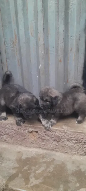 0-1 month Female Purebred Caucasian Shepherd