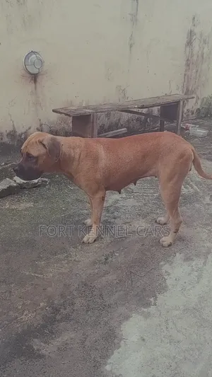 1+ year Female Purebred Boerboel