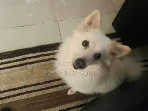 1+ year Male Purebred American Eskimo