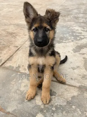 1-3 months Male Purebred German Shepherd