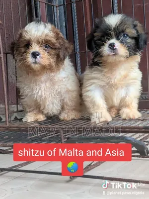 1-3 months Male Purebred Lhasa Apso