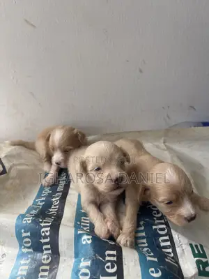 0-1 month Female Purebred Lhasa Apso