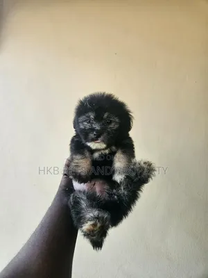 1-3 months Female Purebred German Shepherd