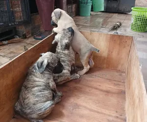 1-3 months Male Purebred Boerboel