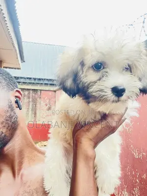 1-3 months Male Purebred Lhasa Apso