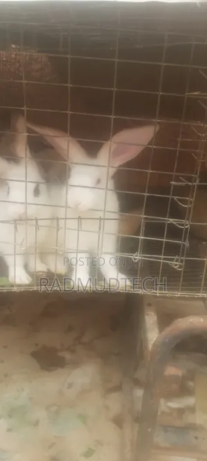 New Zealand White Rabbit