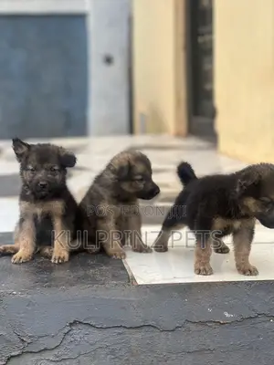 0-1 month Male Purebred German Shepherd