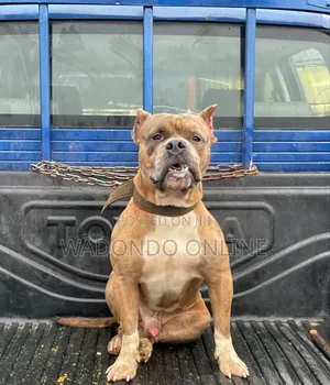 1+ year Male Purebred American Bully
