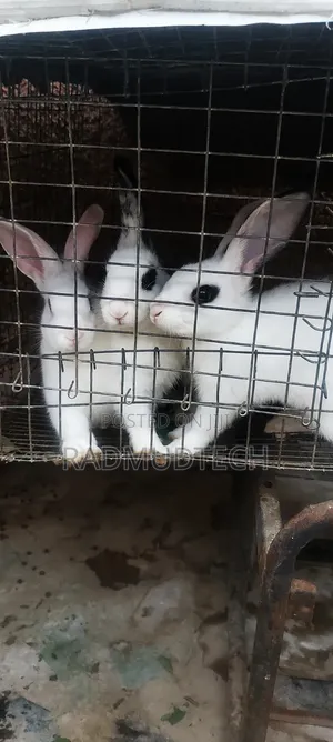 English Spotted Rabbit