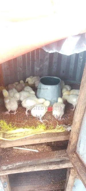 Live Stock