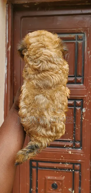 1-3 months Male Purebred Lhasa Apso