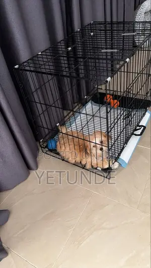 1-3 months Female Purebred Lhasa Apso
