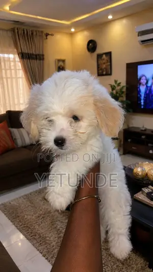 1-3 months Female Purebred Lhasa Apso