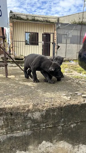 1-3 months Male Purebred Cane Corso