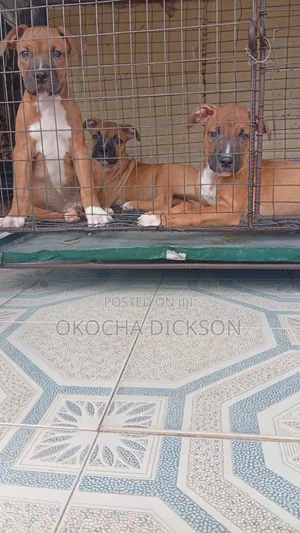 1-3 months Male Purebred American Pit Bull Terrier
