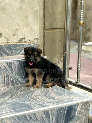 1-3 months Female Purebred German Shepherd