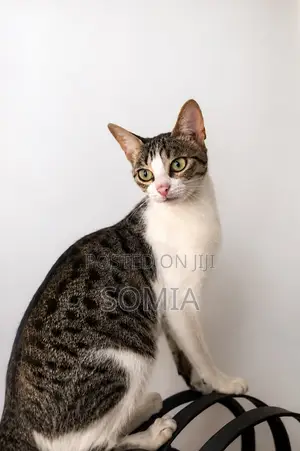 6-12 months Female Mixed Breed Tabby