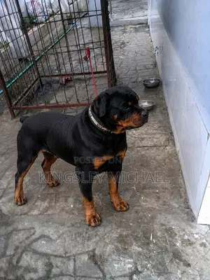 1+ year Male Purebred Rottweiler