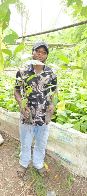 Healthy Hybrid Cocoa Yielding Seedlings Available for Sale.