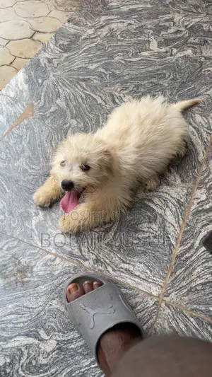 3-6 months Female Purebred Lhasa Apso