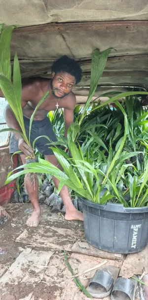 Healthy Grown Hybrid Tenera Oil Palm Seedlings Available for Sale