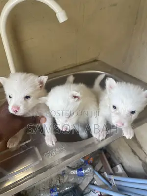 0-1 month Female Purebred American Eskimo