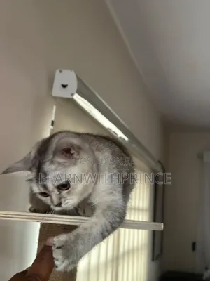 6-12 months Female Purebred British Shorthair