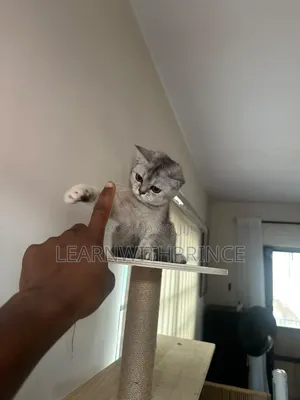 3-6 months Female Purebred British Shorthair