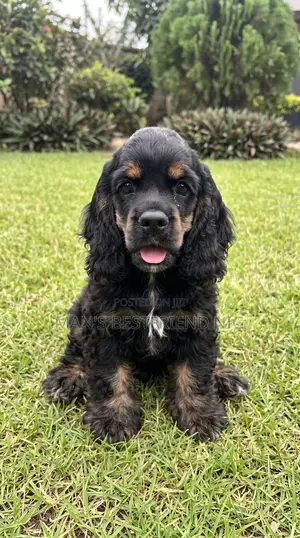 1-3 months Female Purebred Cocker Spaniel